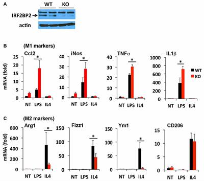 Loss of IRF2BP2 in Microglia Increases Inflammation and Functional Deficits after Focal Ischemic Brain Injury